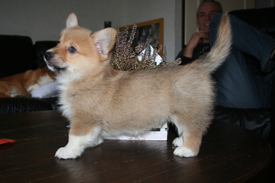 Puppies